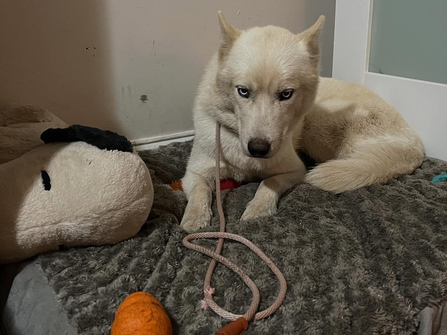 Cream-colored husky puppy lying on a bed with a rope toy and plush toy nearby