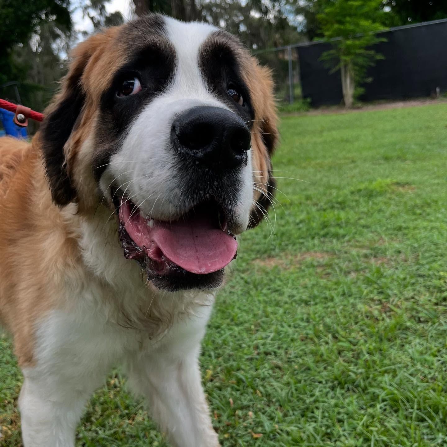 Large brown-and-white Saint Bernard panting on a grassy lawn, close-up view.