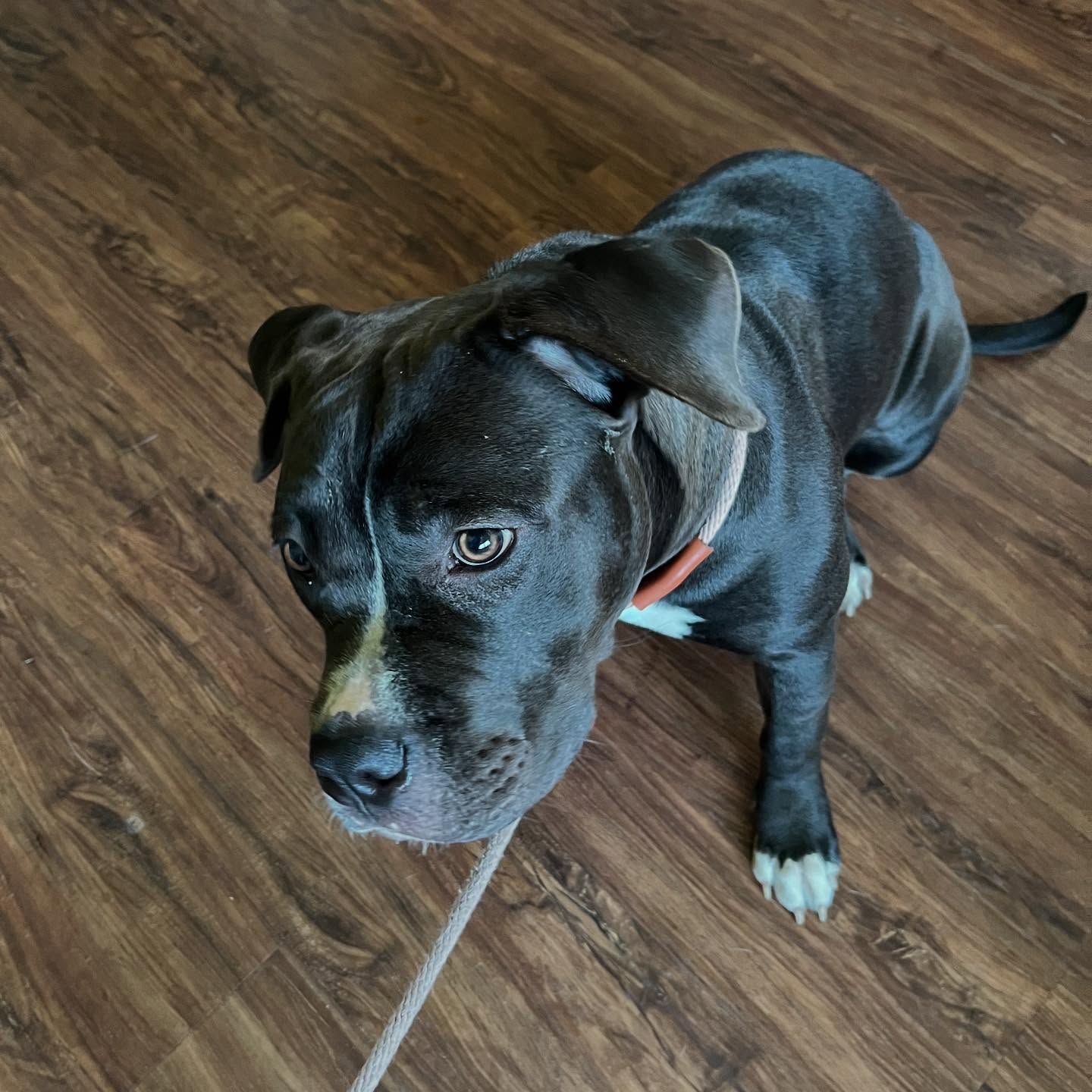 Black dog with white paws on a leash standing on a wooden floor, looking up at the camera