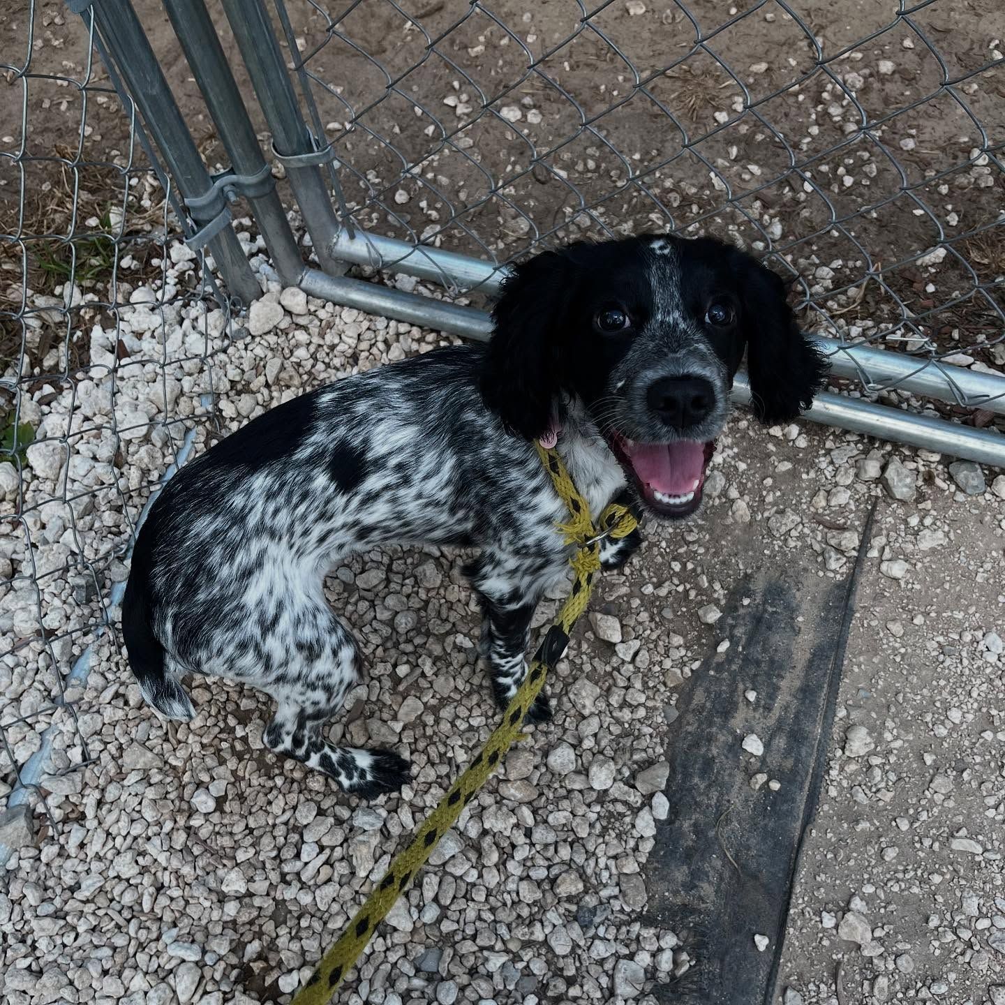 Black-and-white spotted dog on a leash, sitting by a chain-link fence with mouth open and tongue out.