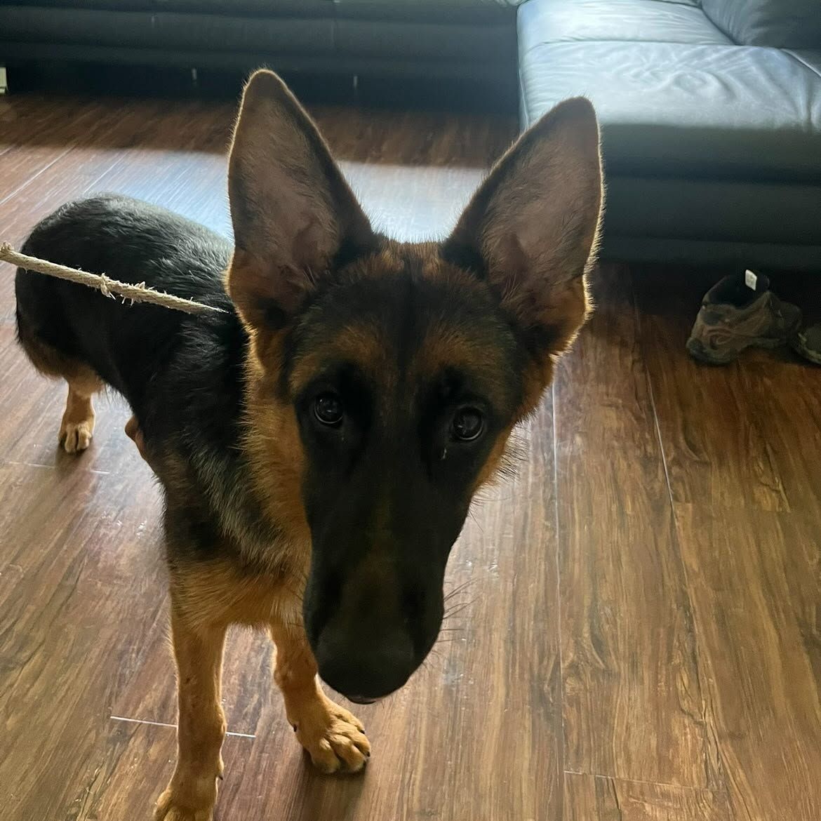 German Shepherd standing indoors on a wooden floor, looking toward the camera.