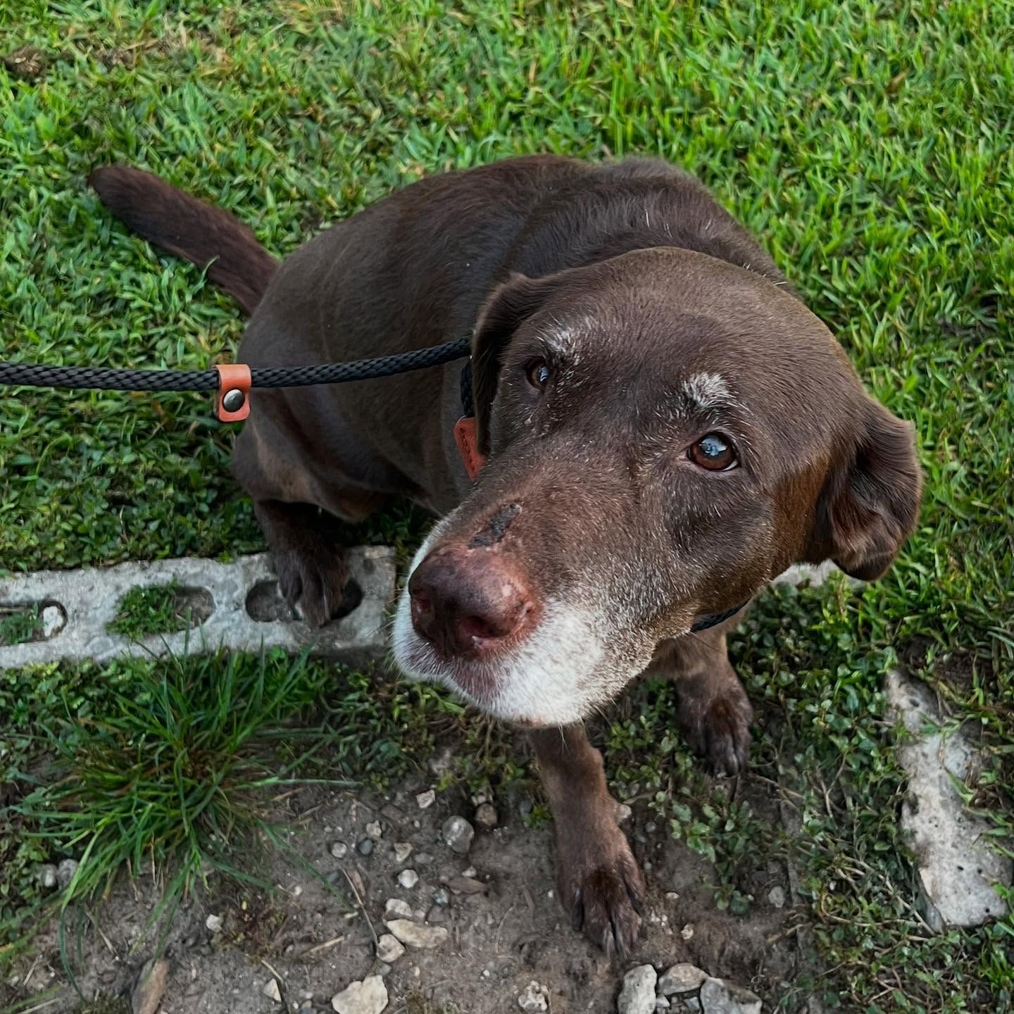 Brown dog on a leash standing on grass and dirt, looking up at the camera