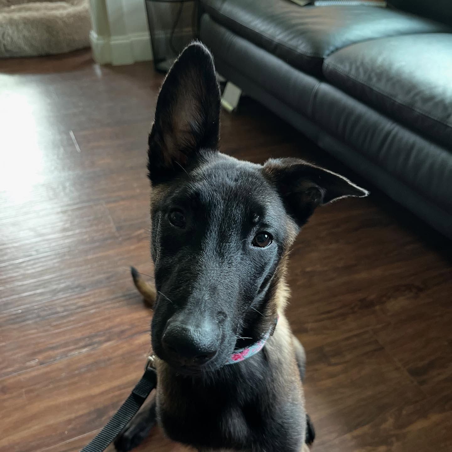 Black dog with one ear up sitting indoors on a wood floor near a couch