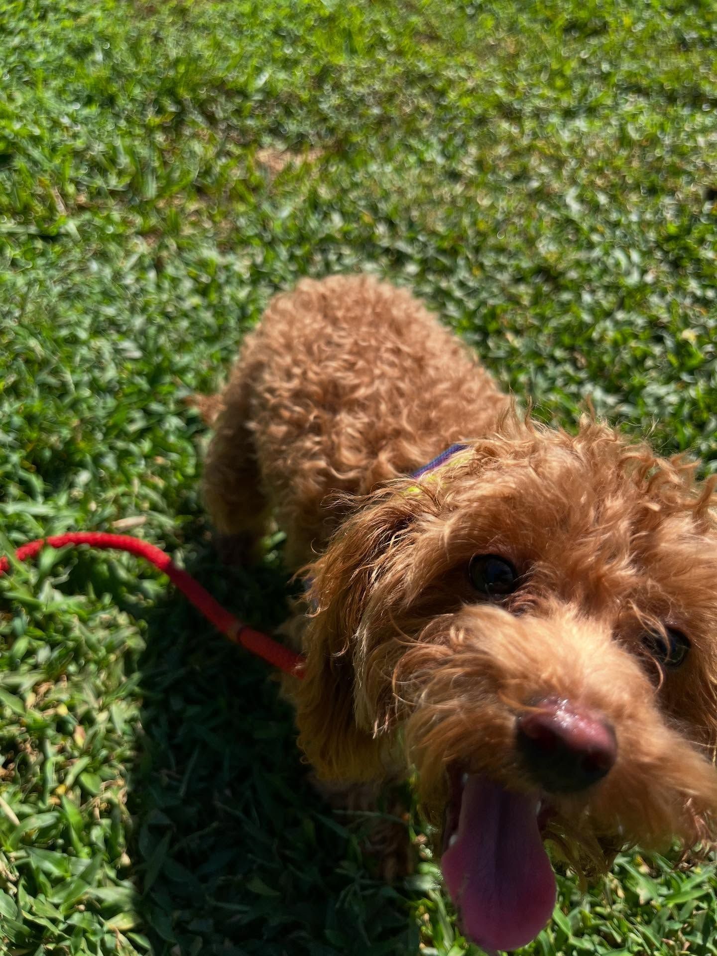 Small curly brown dog on a red leash standing on grass with tongue out in sunlight