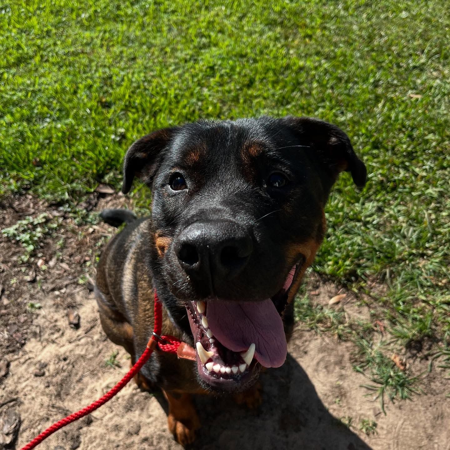 Black and tan dog on a red leash, panting on grass and dirt in sunlight