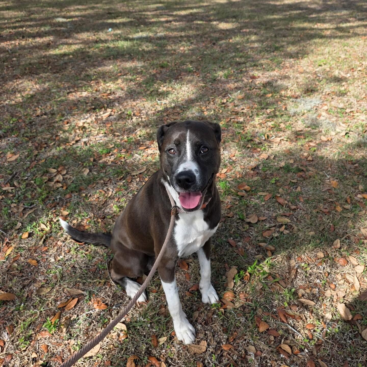 Black and white dog sitting on a leash outdoors on leafy grass, panting with tongue out.