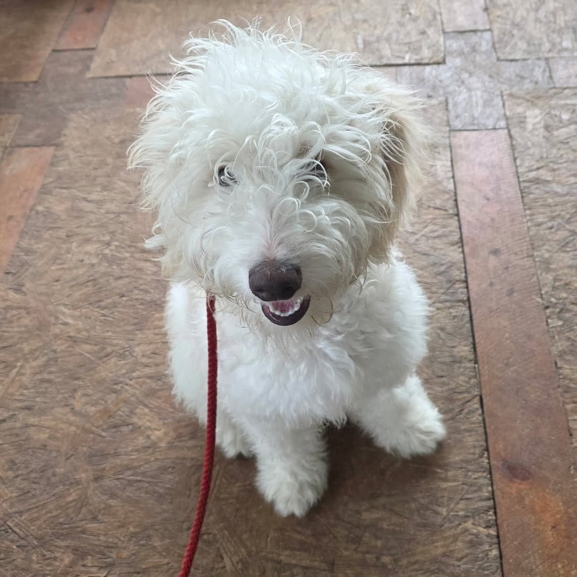 White fluffy dog on a red leash sitting on a tiled floor, looking up with mouth open