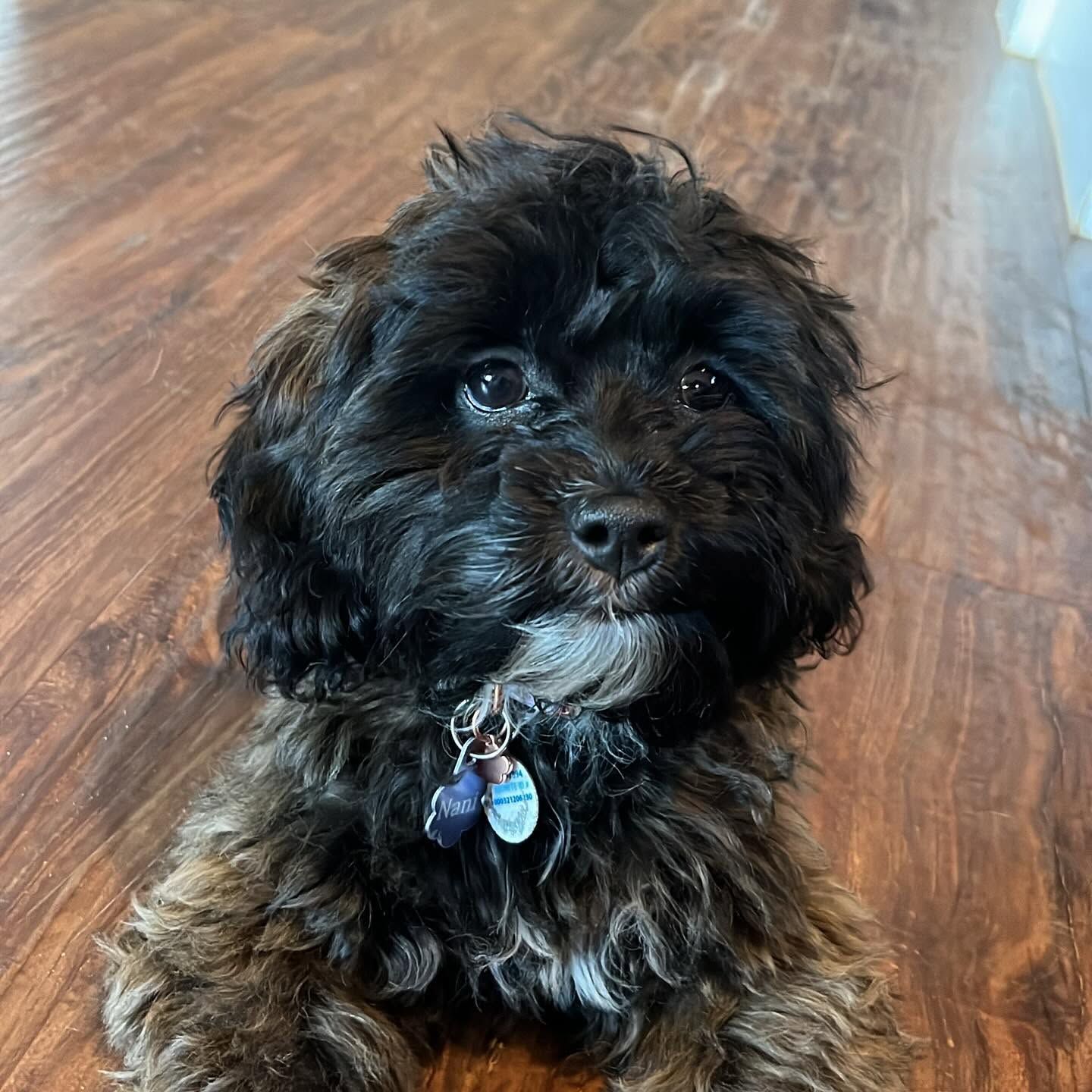 Small black-and-brown fluffy dog with a blue collar sitting on a wooden floor, looking at the camera