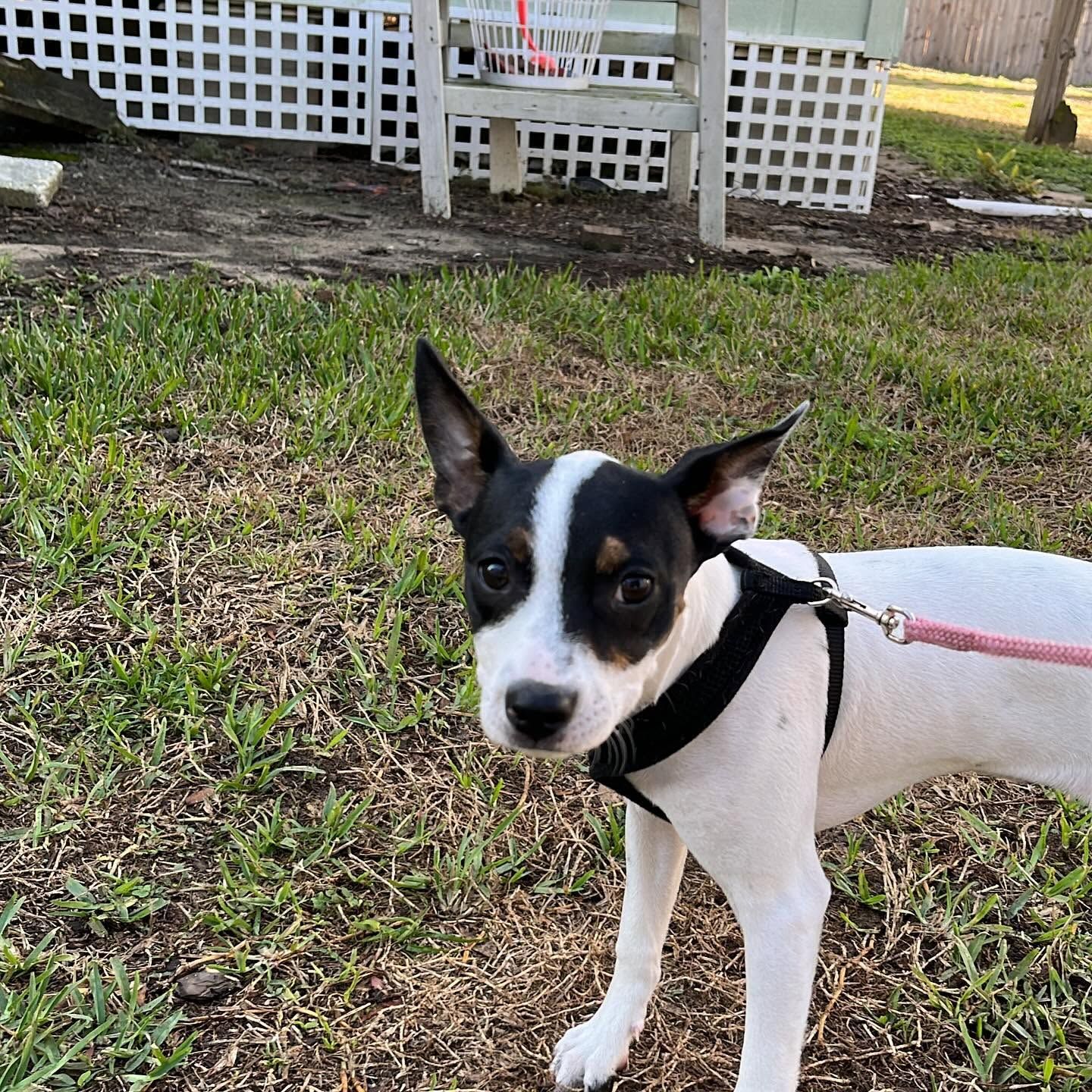 Small black-and-white dog on a pink leash standing on grass in a yard