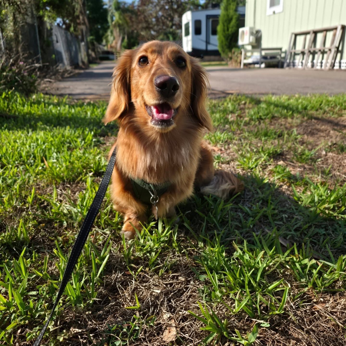 Brown dachshund sitting on grass with a leash, panting in a sunny yard