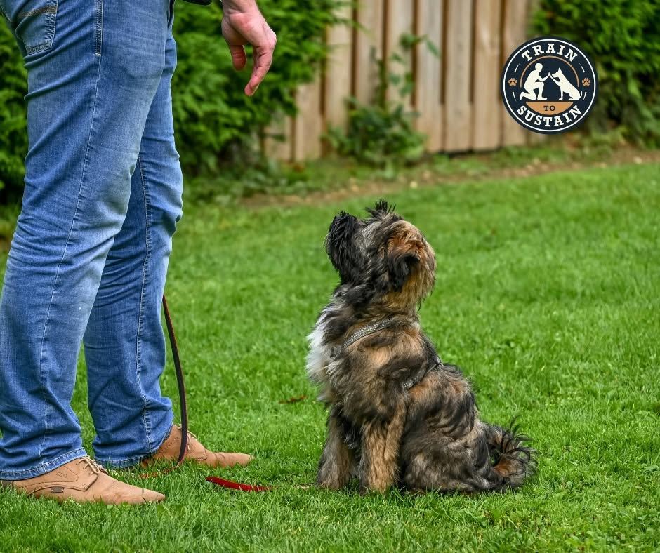 Small scruffy dog sitting on grass looking up at a person standing beside it near a fence