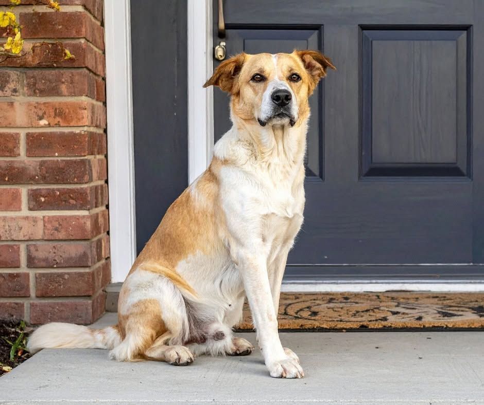Tan-and-white dog sitting on a porch in front of a dark blue door