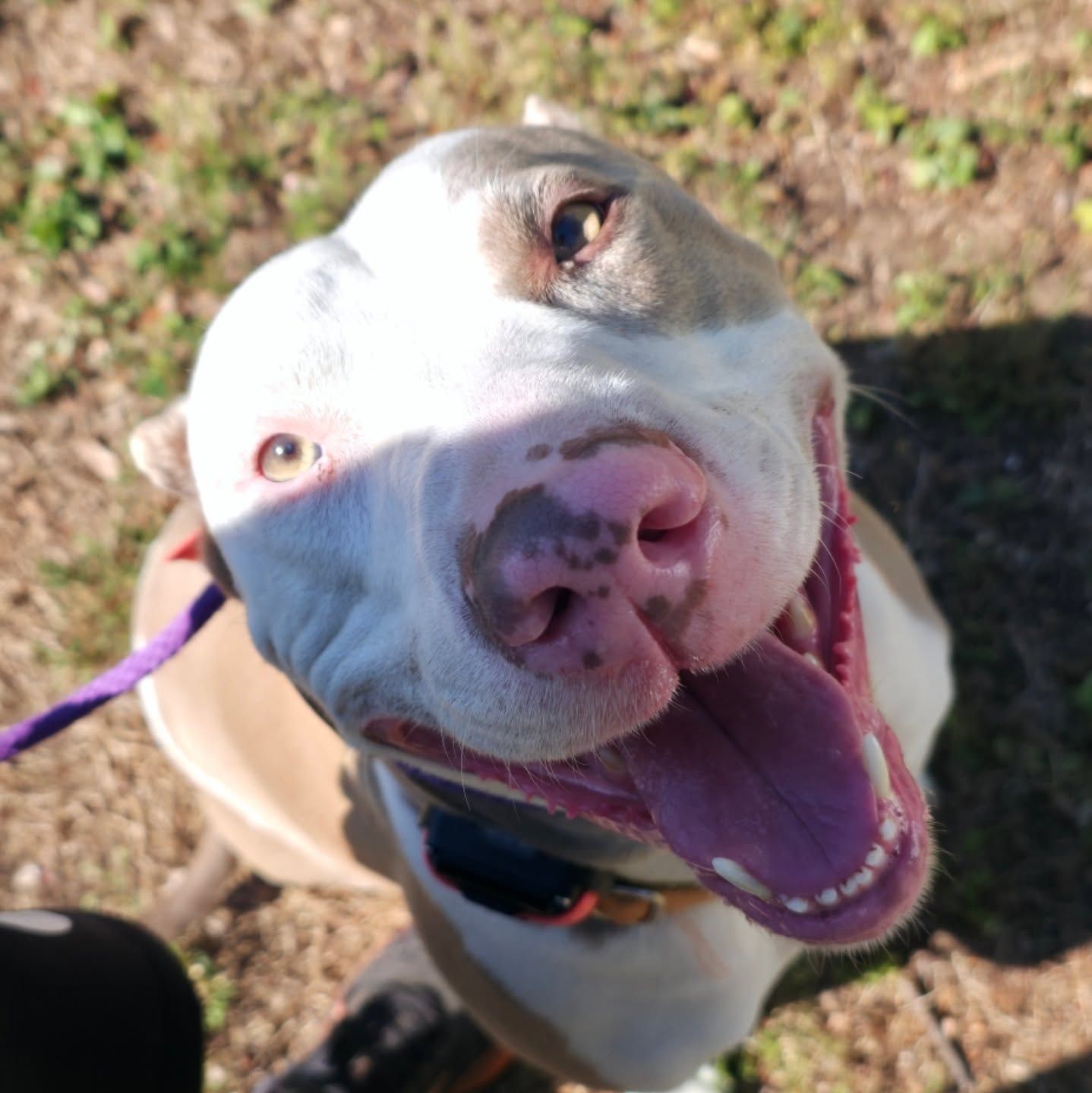 Happy white-and-brown dog looking up with mouth open, wearing a purple leash outdoors