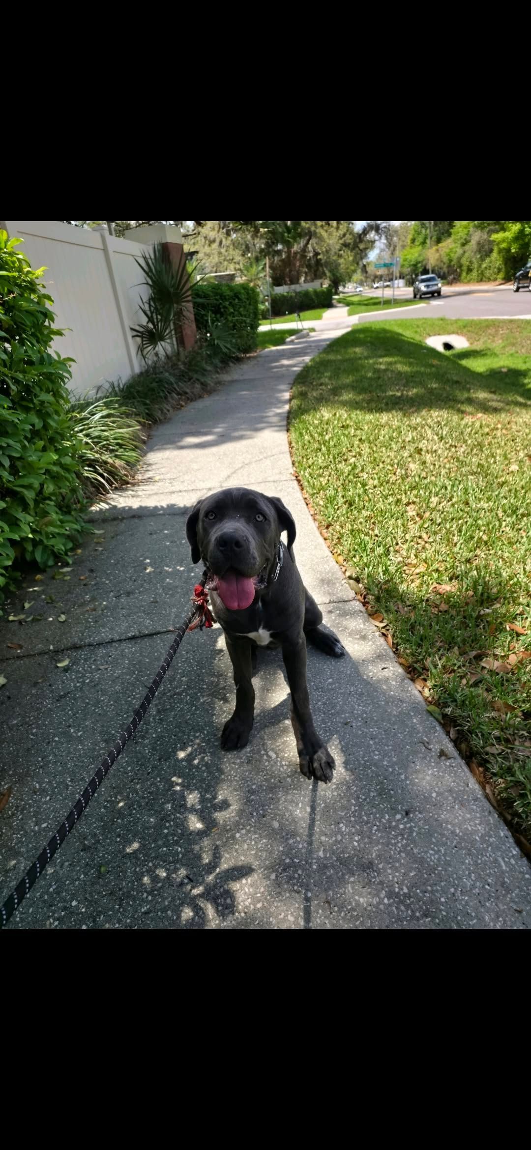 Black dog on a sidewalk with tongue out, in a sunny suburban yard