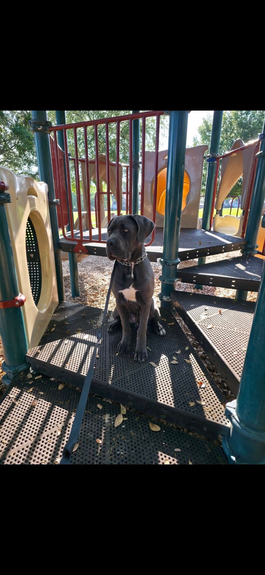 Black dog sitting on a shaded playground platform with colorful posts and a rope swing nearby