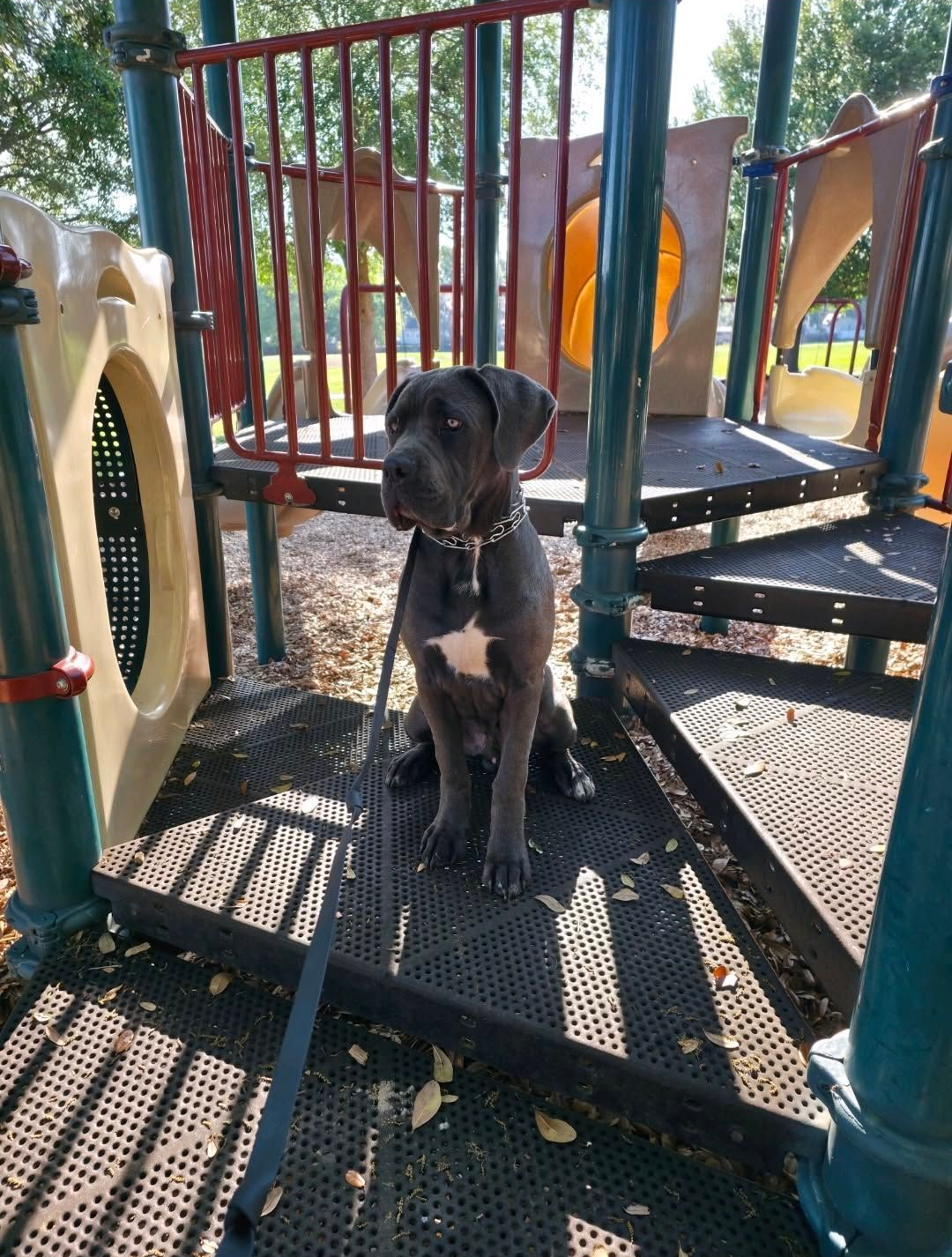 Black dog sitting on a playground platform with red railings and a large orange tunnel