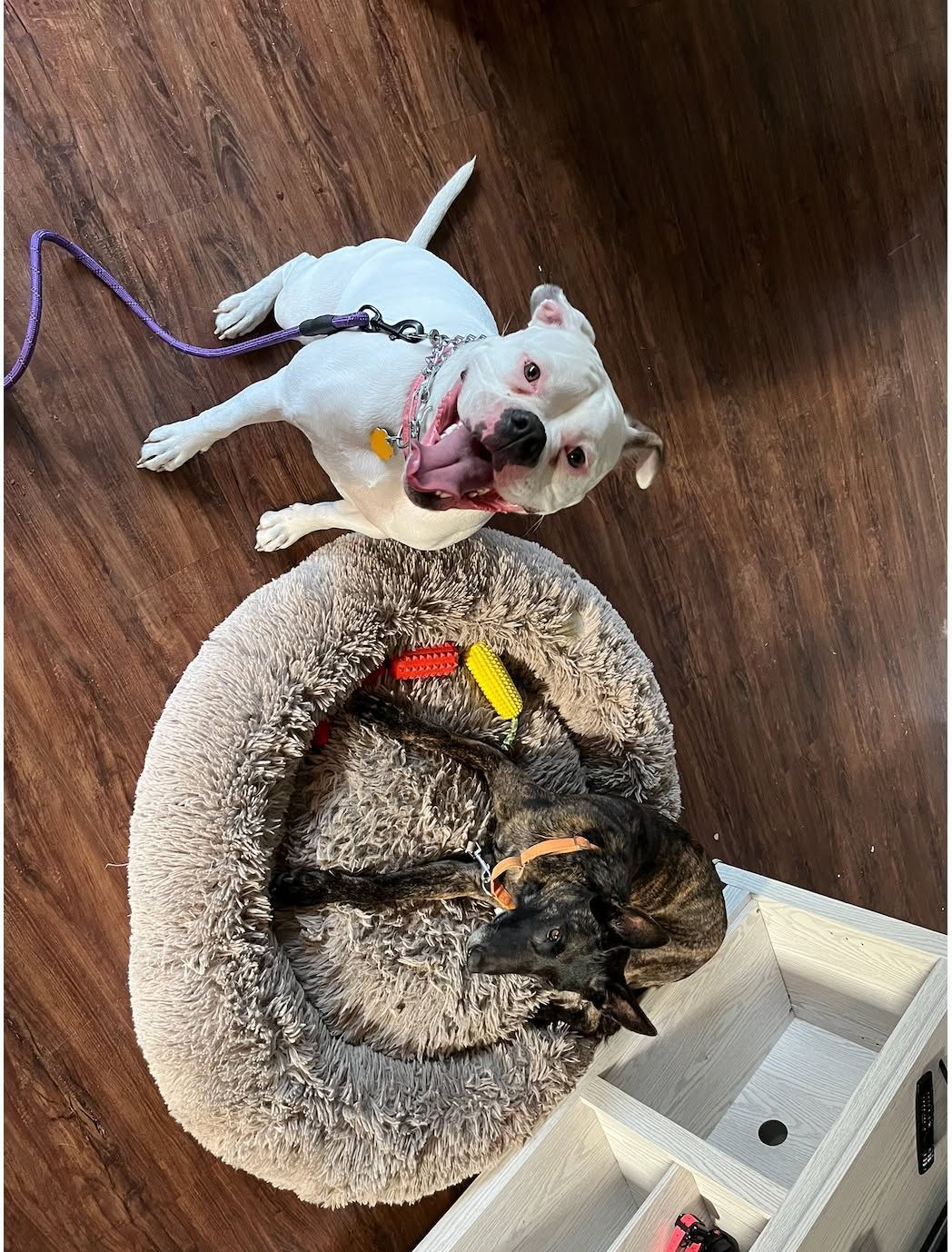 Two small dogs on a wood floor: a white dog with a purple leash and a black dog in a tan bed