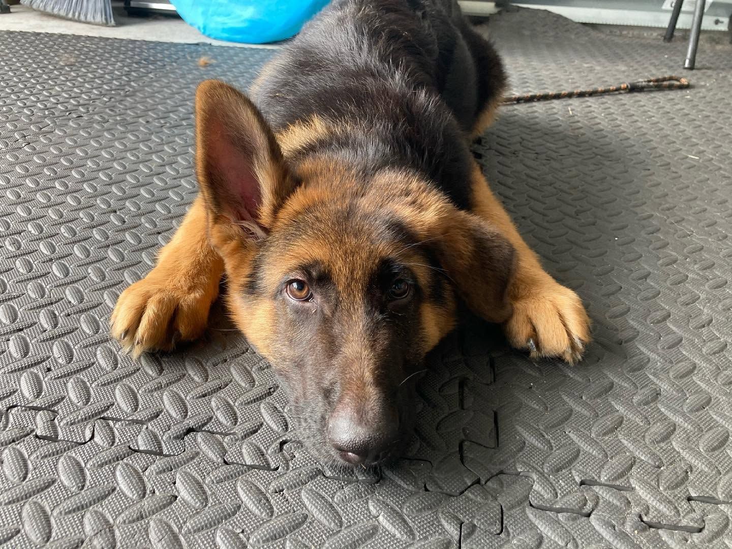 German shepherd lying on a textured mat, looking up with its head down.