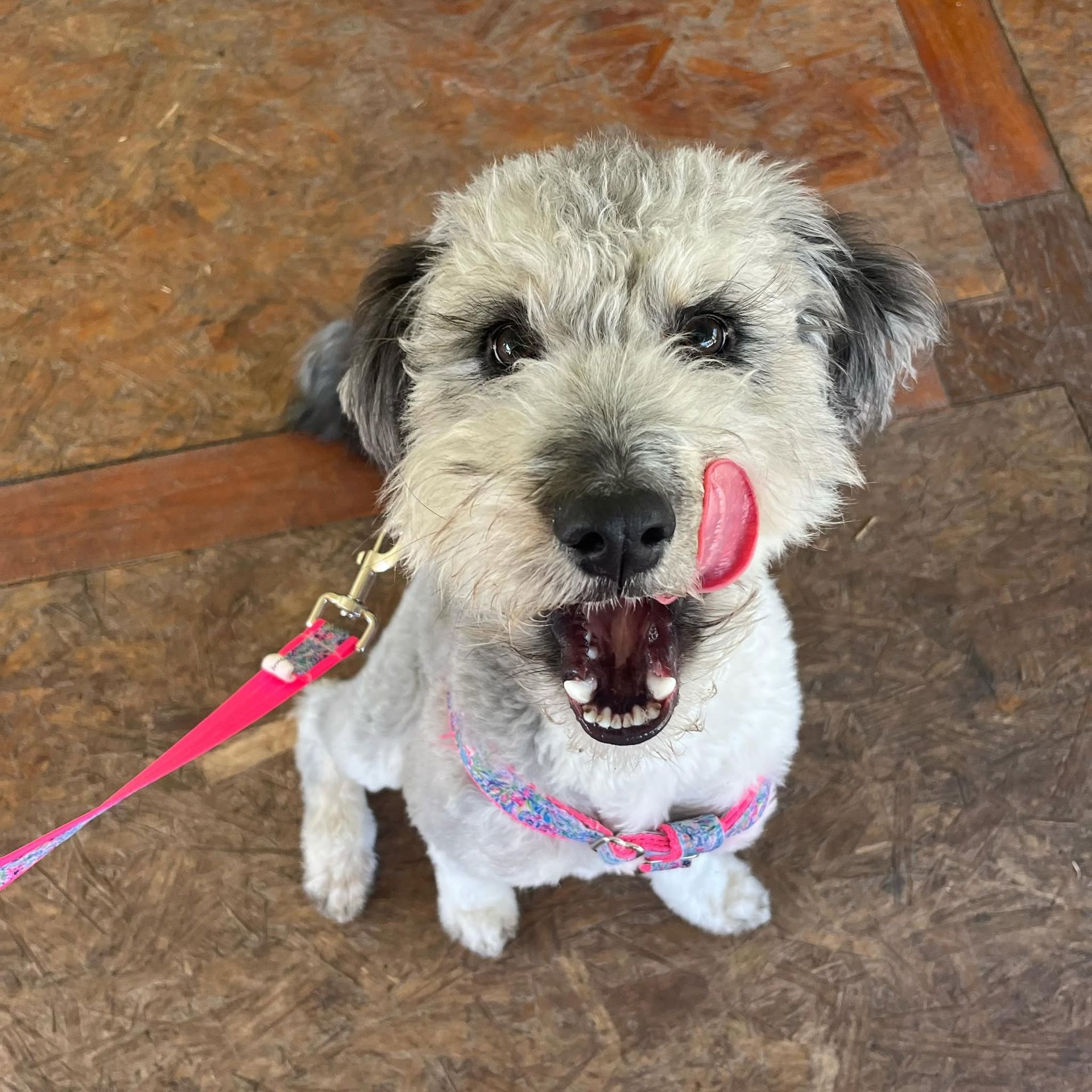 Small shaggy dog on a pink leash, sitting on tile with tongue out and mouth open.