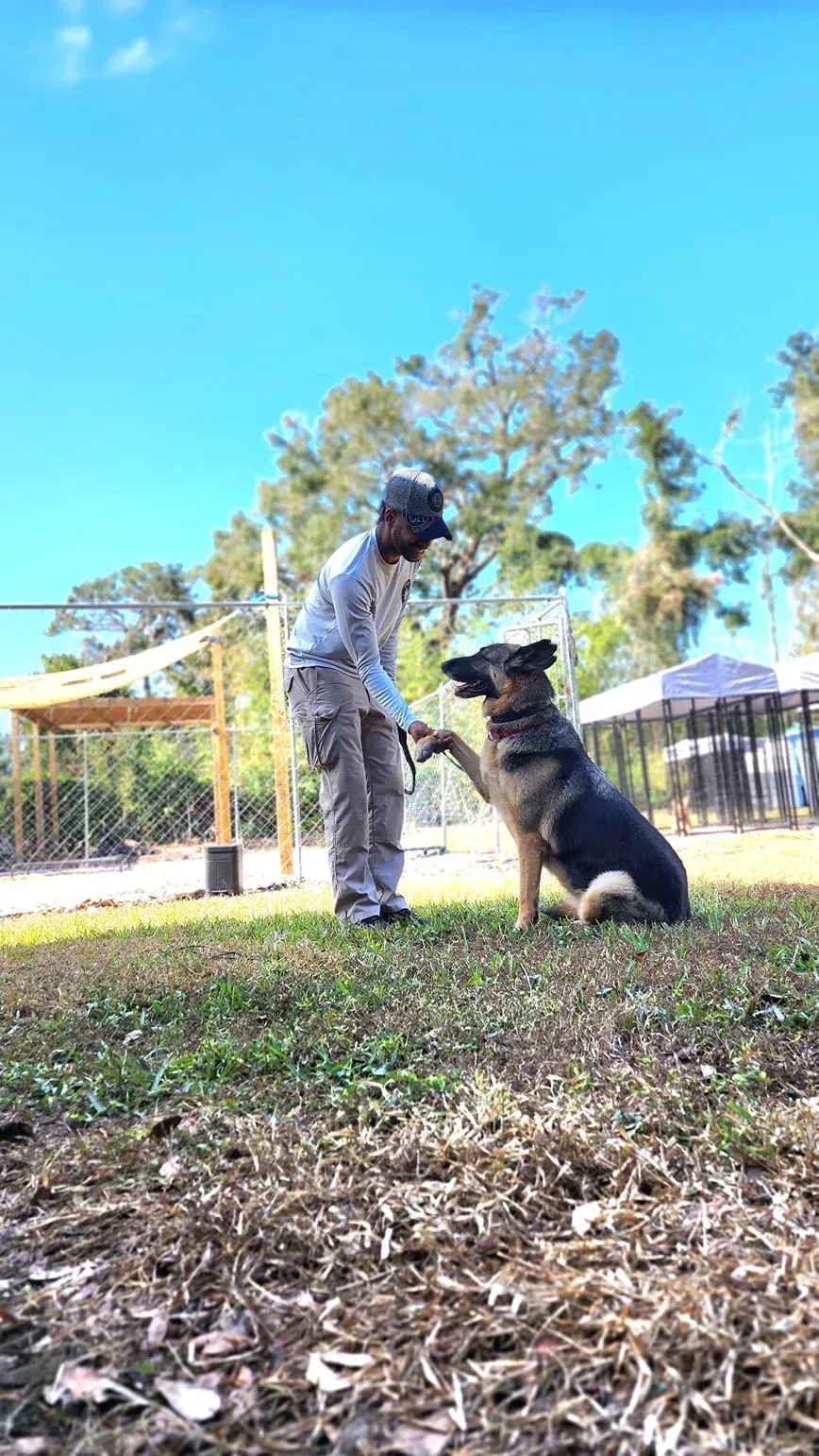 Person training a German shepherd outdoors on a grassy field under a bright blue sky