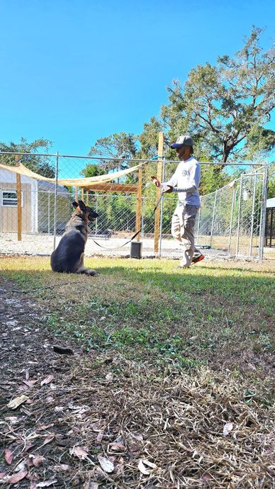 Person training a black dog outdoors in a fenced yard, with a house and trees in the background.