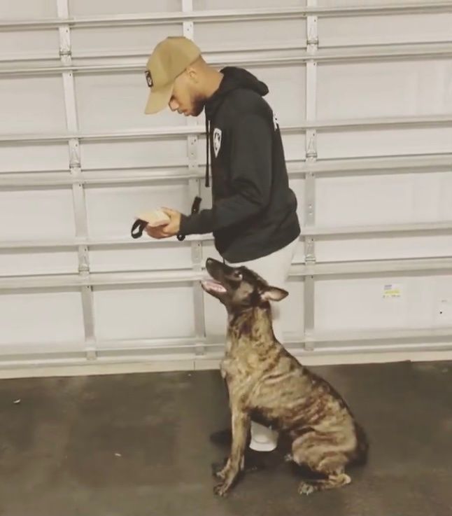 Person in a black hoodie and tan cap training a seated dog in a garage.