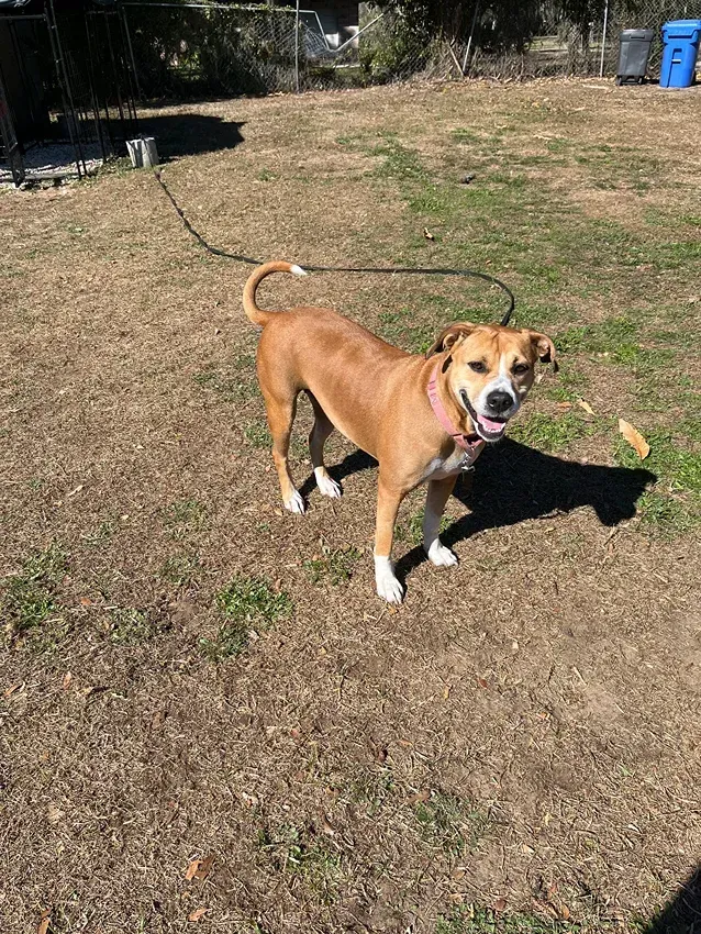 Tan dog standing on a grassy yard, panting in sunlight with a leash attached.