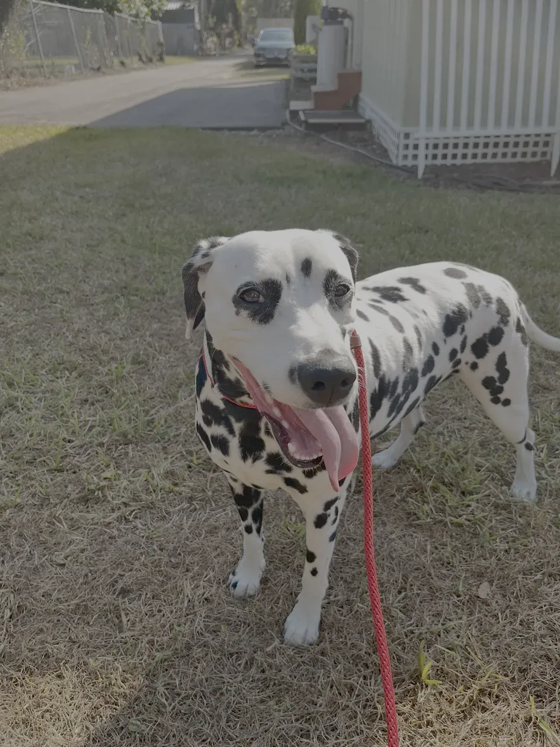 Dalmatian on a red leash standing on grass near a white fence, tongue out.