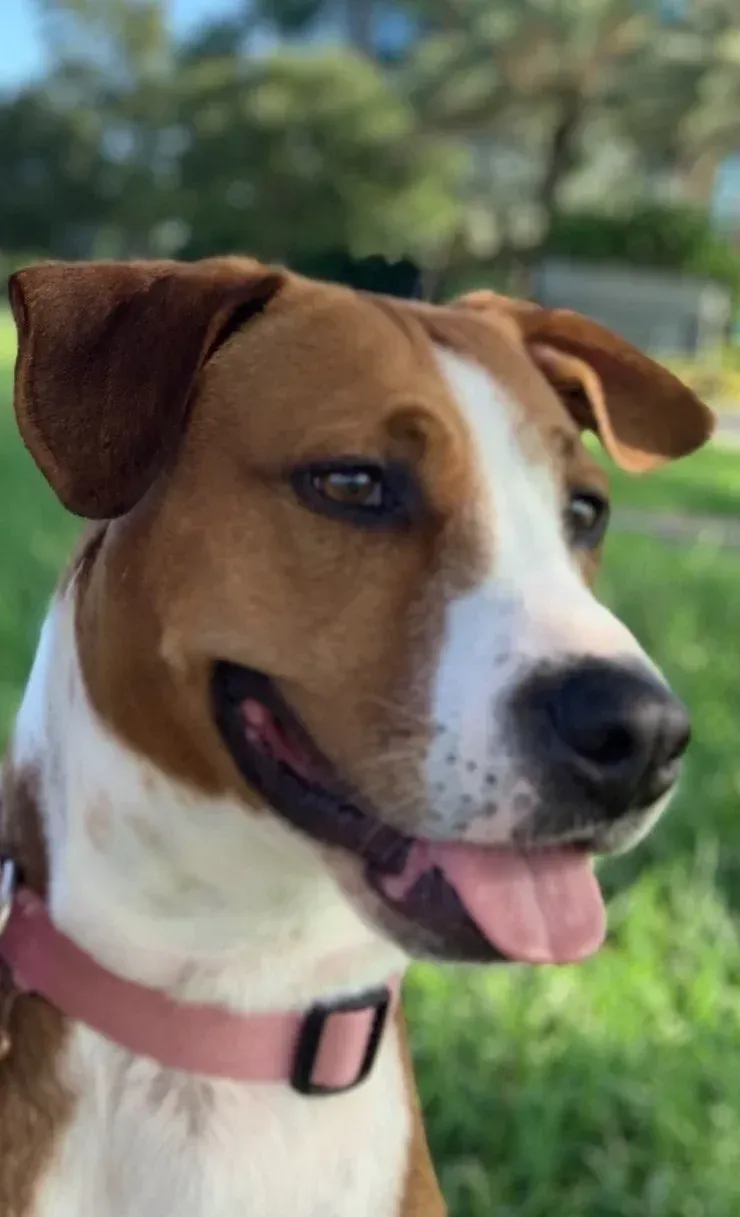 Brown-and-white dog with pink collar, panting outdoors on grass