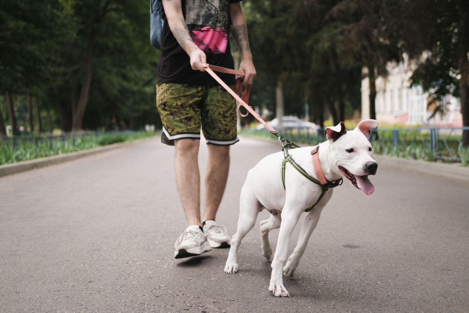 Person walking a white dog on a leash along a tree-lined path