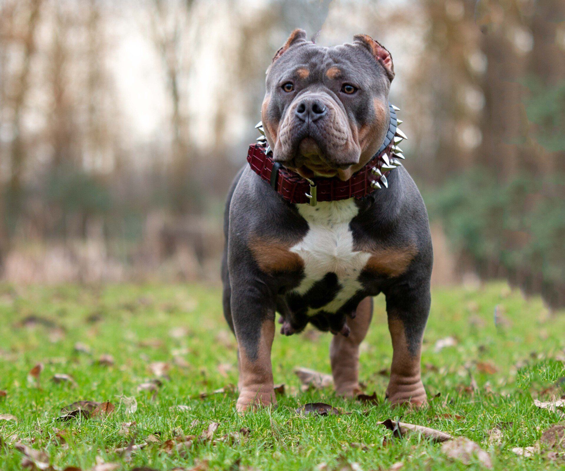 American Bully The House of Unique Bulls