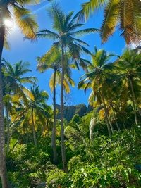 Samana