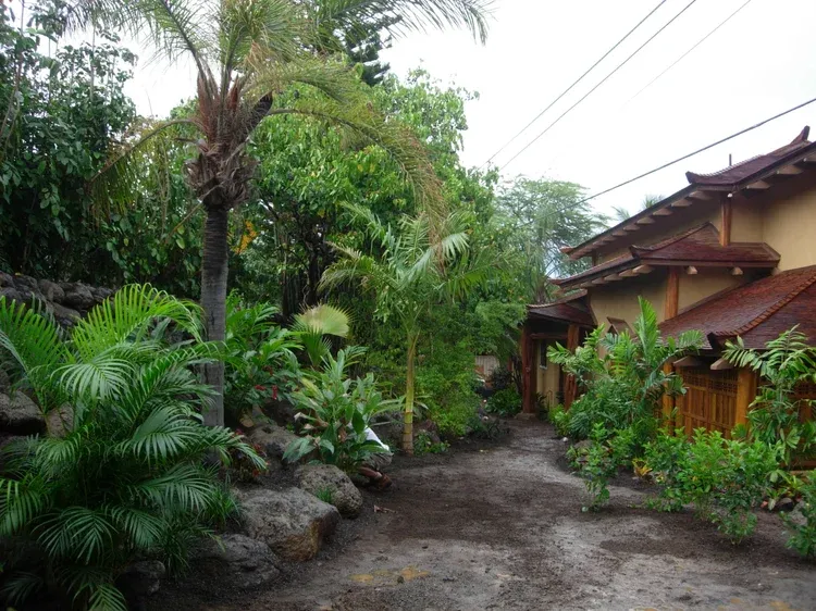 Lush tropical garden path beside a wooden house with a red roof after rain