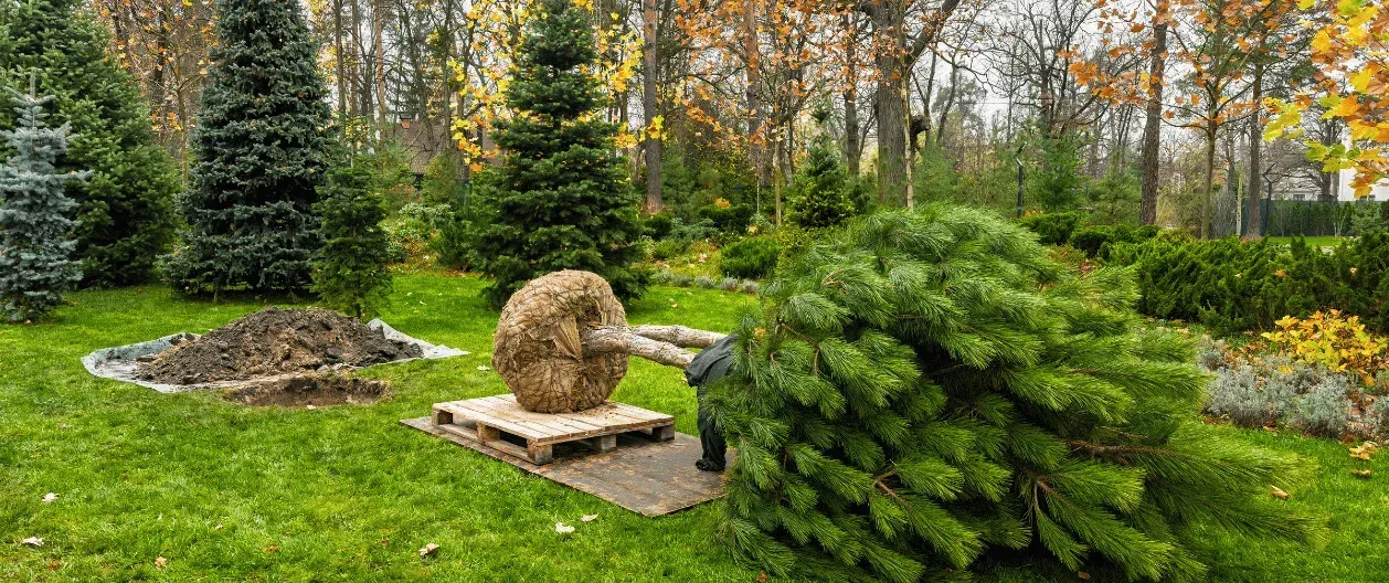 tree installation in west bloomfield mi
