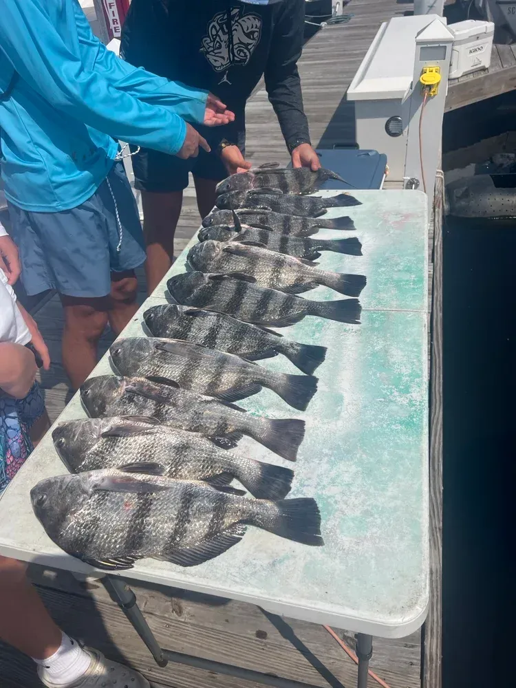 A row of black fish are displayed on a white table near a dock; people are pointing.