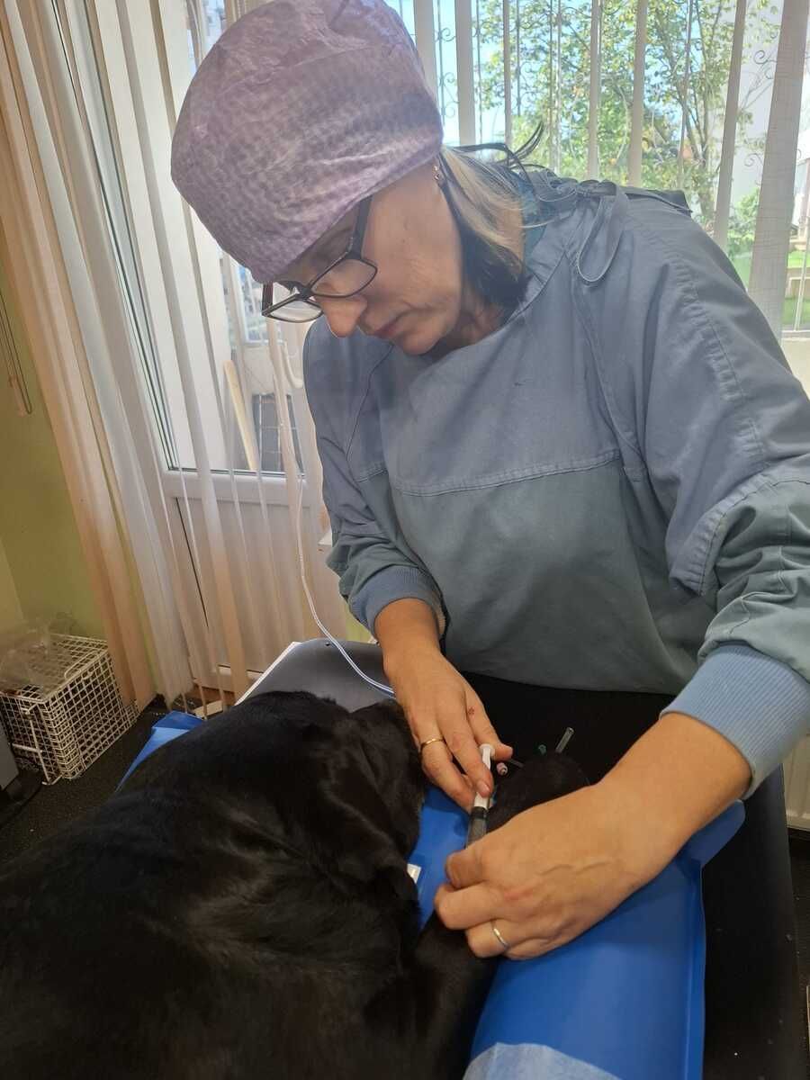 Veterinārārsts telpās uz zila galda pārbauda melnu suni