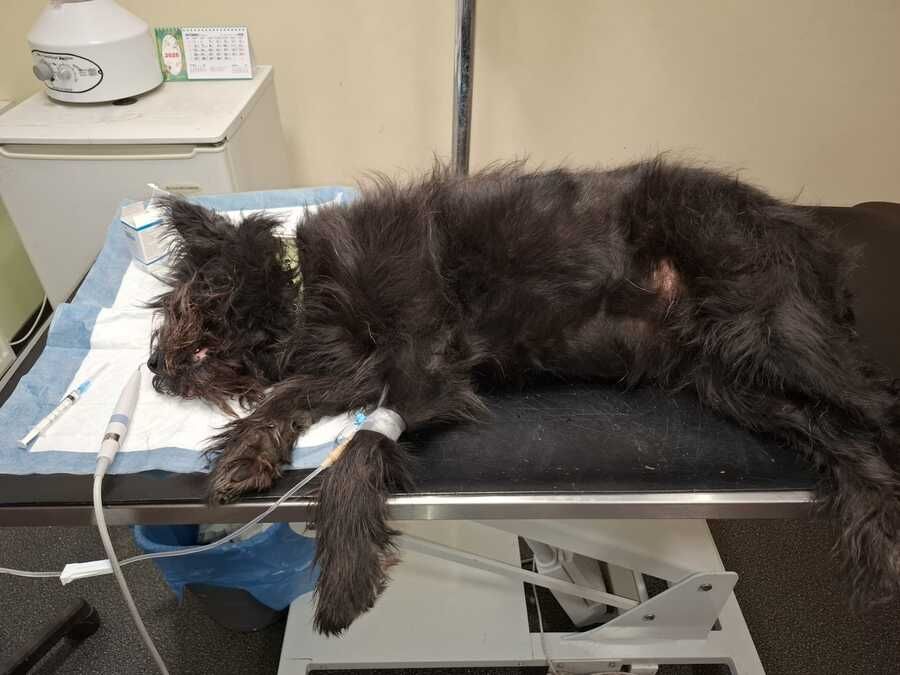 Melns kaķis guļ uz veterinārārsta galda ar pievienotu intravenozo sistēmu.