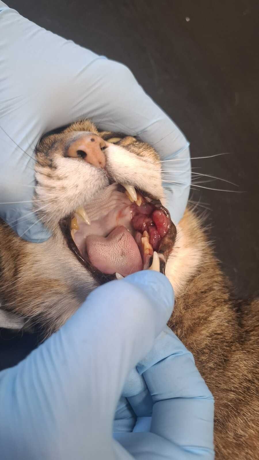 Cimdētās rokas tur kaķa atvērto muti, parādot mēli, zobus un smaganas pārbaudes laikā.