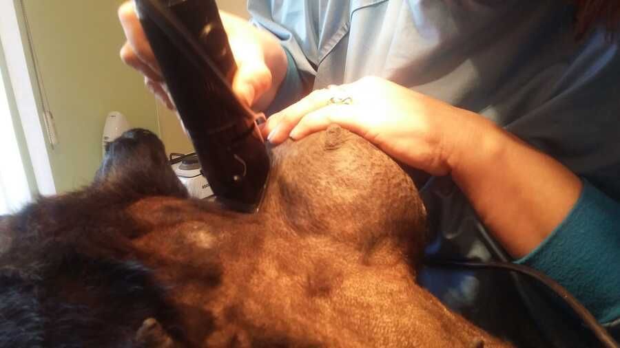 Veterinārārsts klīniskā vidē pārbauda suni ar rokas instrumentu