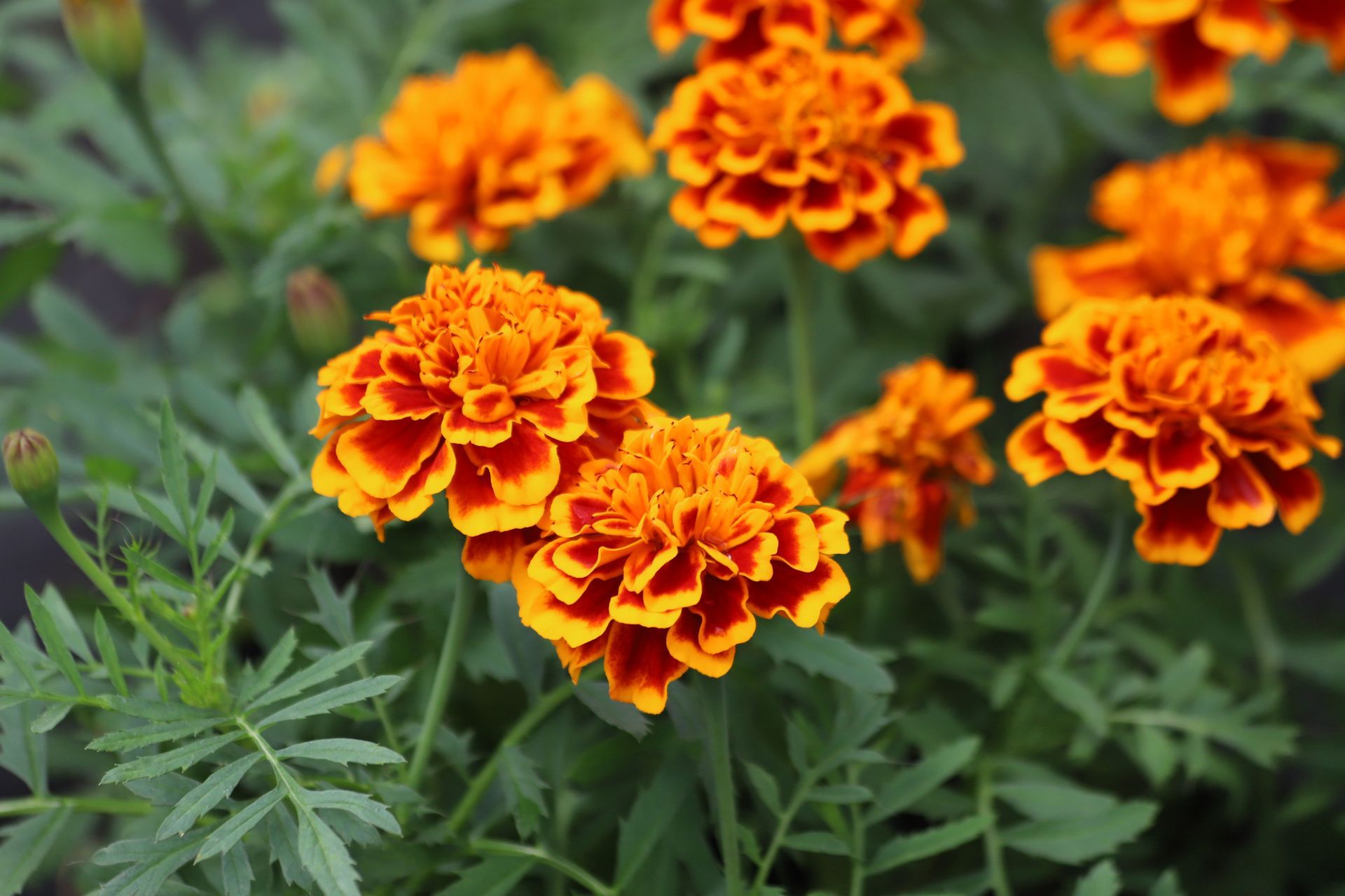 Orange marigold flowers blooming among green foliage