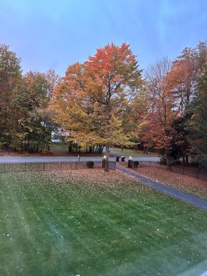 A view of a park with trees and leaves on the ground.