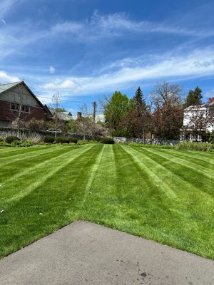 A lush green lawn with a house in the background on a sunny day.