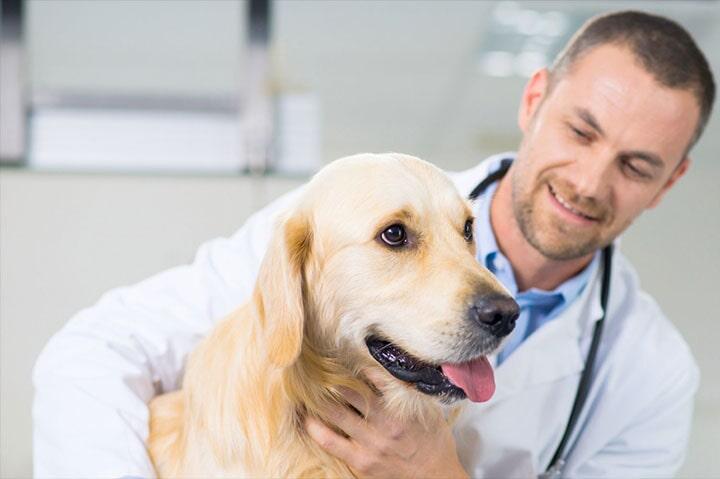 Veterinaria Noé 