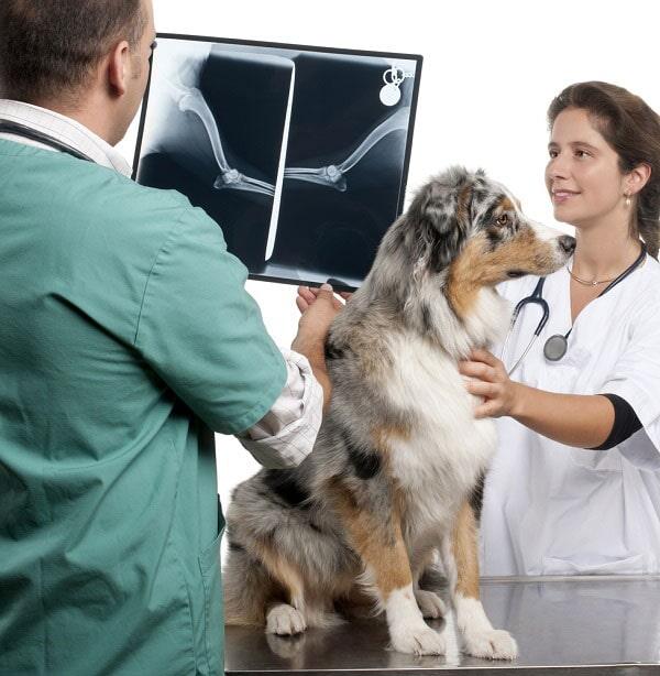 Veterinaria Noé 