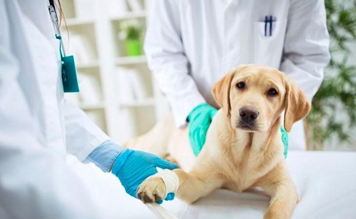 Veterinaria Noé 