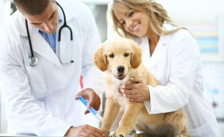 Veterinaria Noé 