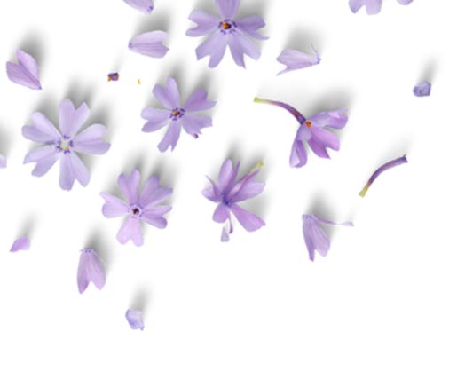 Lila Blüten fallen auf einem weißen Hintergrund