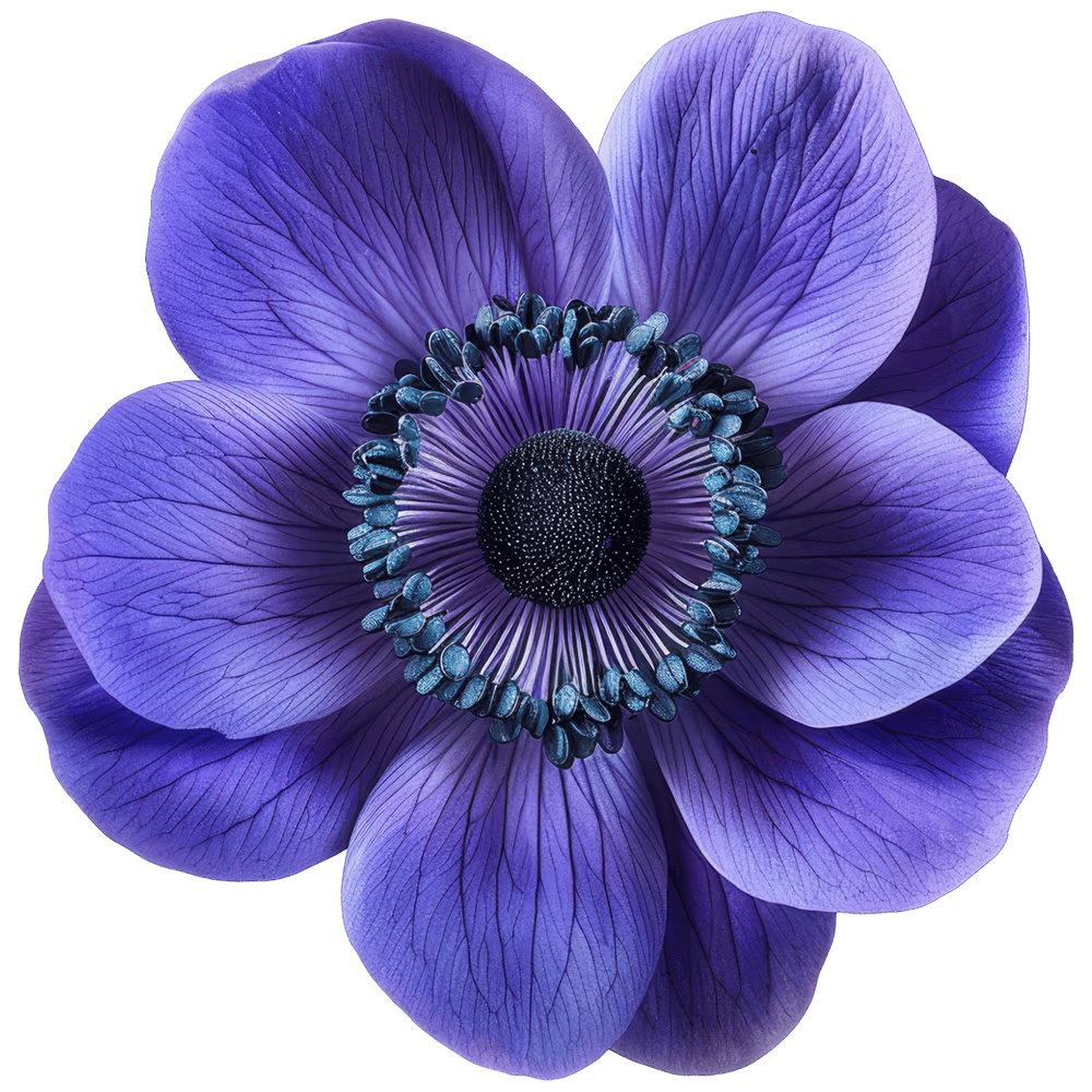 Fiore viola