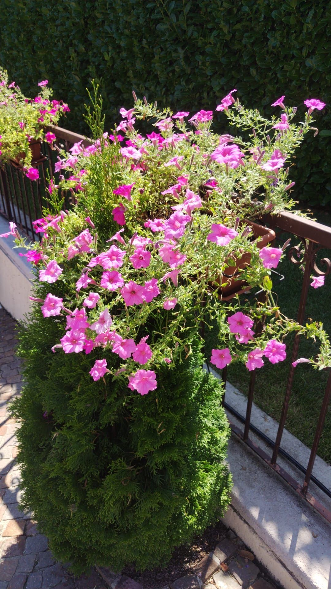 Fiori rosa sbocciano da un arbusto verde in vaso su un balcone o un patio