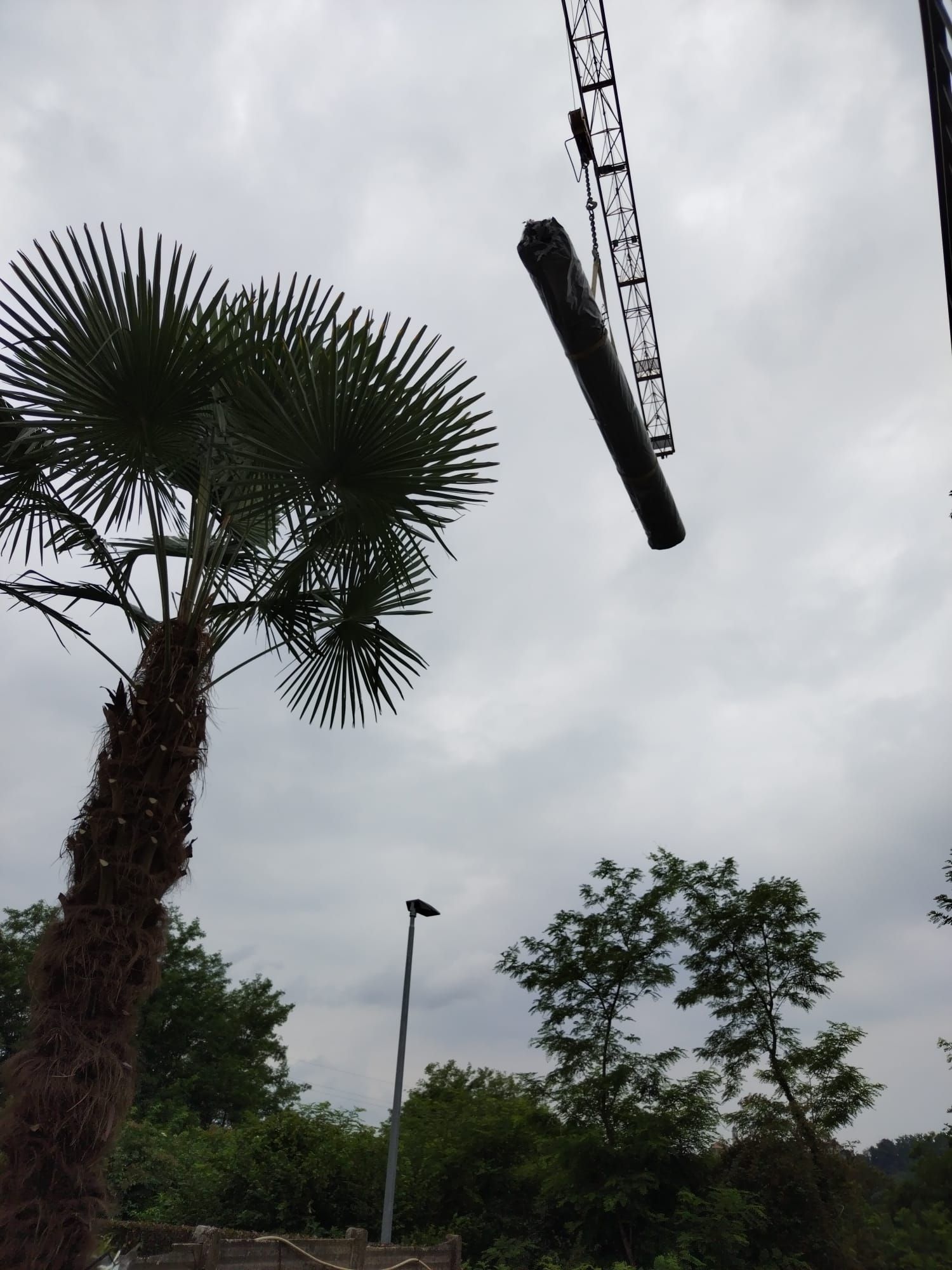 Una gru solleva un lungo oggetto nero sopra le palme in un cielo nuvoloso.